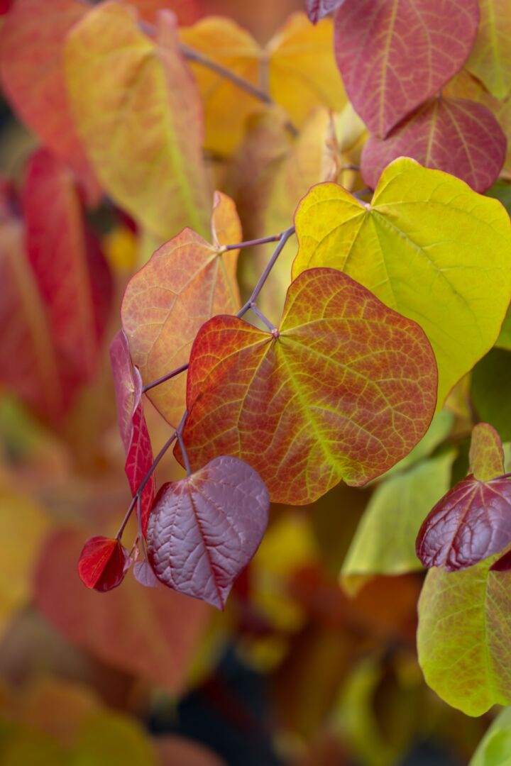 Cercis can. 'Eternal Flame' ®