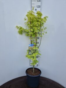 Acer shirasawanum 'Jordan'
