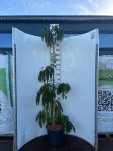 Albizia julibr. 'Shidare'