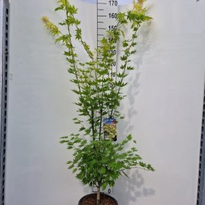 photo photo
